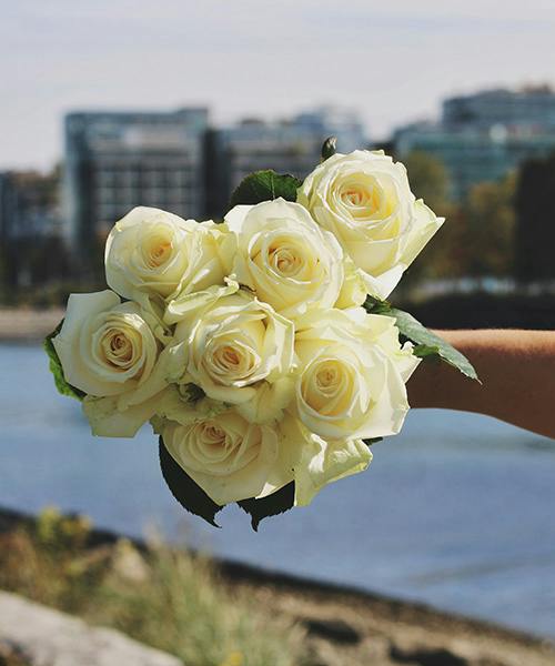 Avalanche Roses