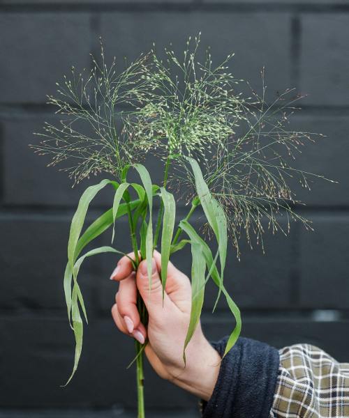 Grass