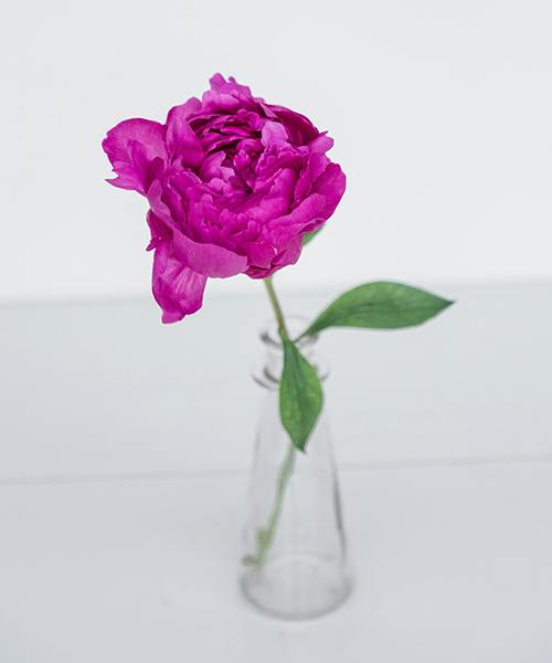 Peonies