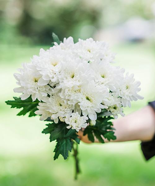 Spray Mums