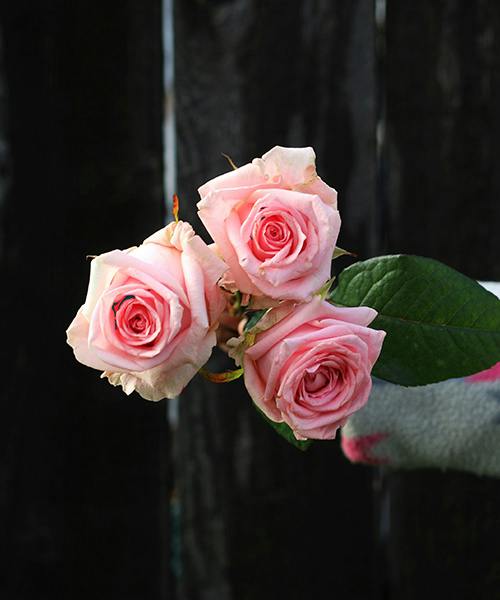 Aqua Bella Roses